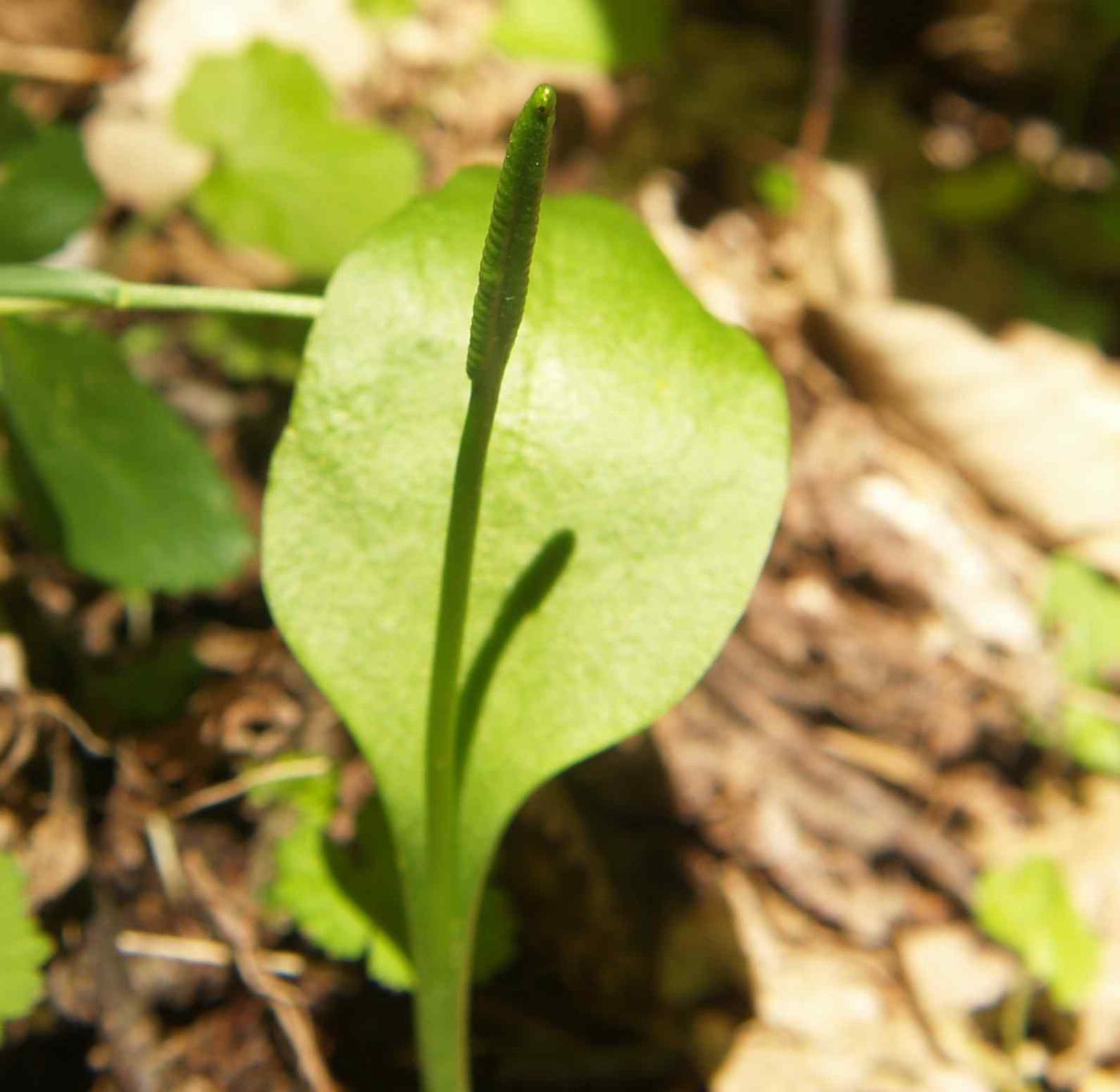 Adderstongue, Common leaf
